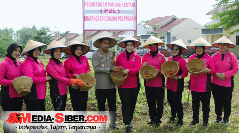 Kapolres Pesawaran Panen Cabai Bareng Bhayangkari, Mapolres Jadi Contoh Ketahanan Pangan Lokal