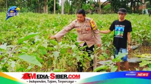 “Polisi Bertani!” — Bhabinkamtibmas Pesawaran Turun ke Kebun Warga Demi Perut Kenyang Rakyat